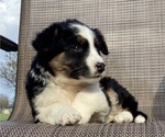 Small Photo #18 Australian Cattle Dog-Border Collie Mix Puppy For Sale in RICHMOND, MI, USA