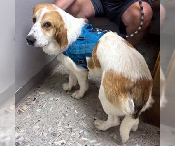 Medium Photo #2 Basset Hound-Great Pyrenees Mix Puppy For Sale in Deepwater, NJ, USA