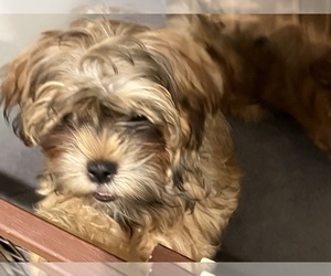 Maltese-Shorkie Tzu Mix Puppy for sale in NEW YORK, NY, USA