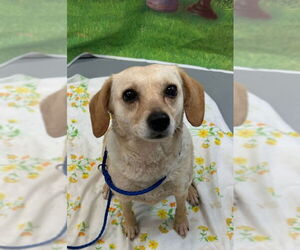 Beagle-Chihuahua Mix Dogs for adoption in East Derry, NH, USA