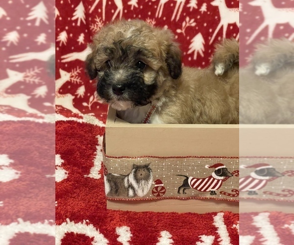 Medium Photo #2 ShihPoo Puppy For Sale in CUMBERLAND, MD, USA