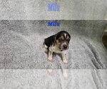 Puppy 1 Beagle-Bluetick Coonhound Mix