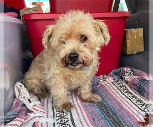 Medium Photo #1 Maltese-Unknown Mix Puppy For Sale in Rancho Cucamonga, CA, USA