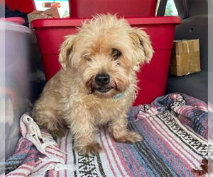 Maltese-Unknown Mix Dogs for adoption in Rancho Cucamonga, CA, USA