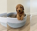 Puppy 7 Goldendoodle (Miniature)