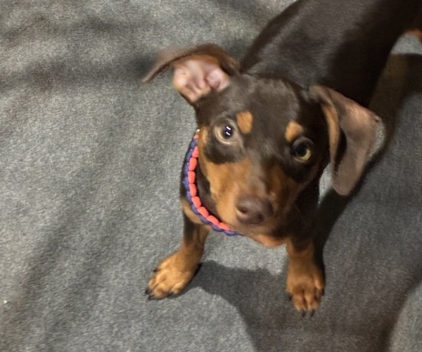 Medium Photo #1 Miniature Pinscher Puppy For Sale in HIGHLAND, IN, USA