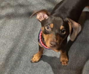 Medium Miniature Pinscher