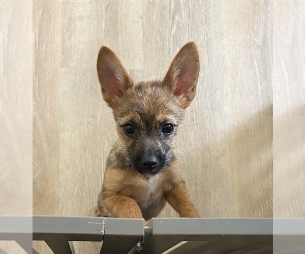 Medium Photo #1 Chorkie Puppy For Sale in BRICK, NJ, USA