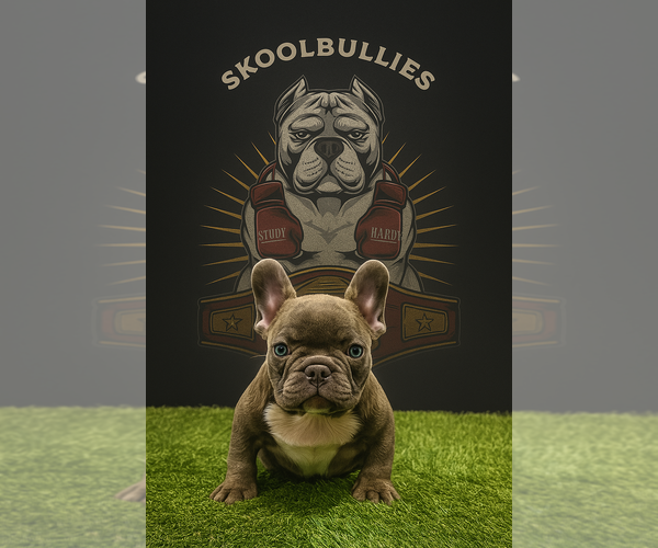Medium Photo #1 French Bulldog Puppy For Sale in MARIETTA, GA, USA