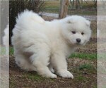 Small Photo #6 Samoyed Puppy For Sale in BAXTER, TN, USA