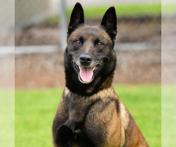 Medium Photo #2 Mutt Puppy For Sale in Camarillo, CA, USA