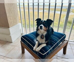 Father of the Miniature Australian Shepherd puppies born on 02/14/2025