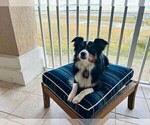 Small Photo #1 Miniature Australian Shepherd Puppy For Sale in JACKSONVILLE, FL, USA