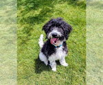 Small #4 Poodle (Standard) Mix