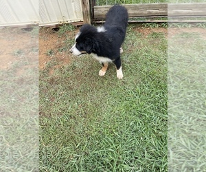 Australian Shepherd Dog for Adoption in HELENA, Alabama USA