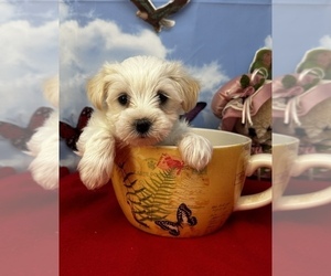 Saint Bernard Puppy for sale in CASSVILLE, MO, USA