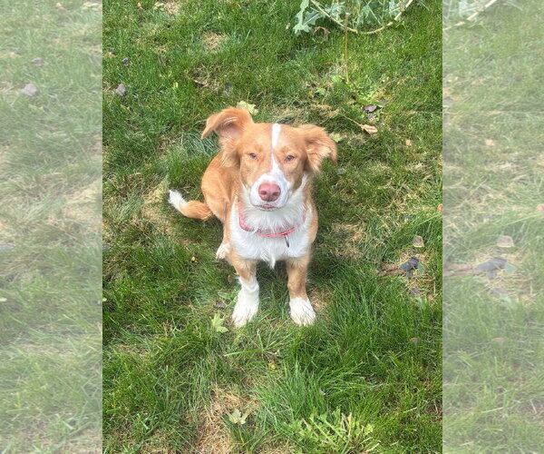 Medium Photo #2 Australian Shepherd-Unknown Mix Puppy For Sale in Denver , CO, USA