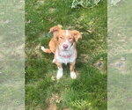 Small #1 Australian Shepherd Mix