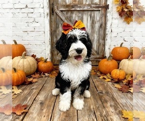 Bernedoodle Puppy for sale in MENIFEE, CA, USA