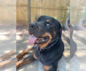 Rottweiler Dogs for adoption in Santa Fe, TX, USA