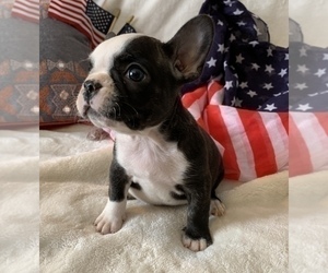 French Bulldog Puppy for sale in JOHNS ISLAND, SC, USA
