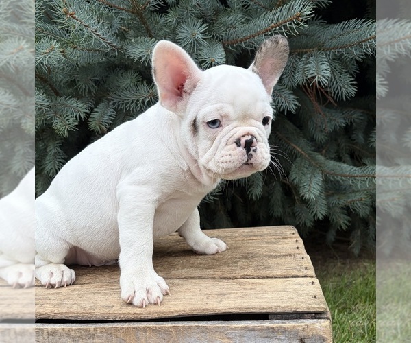 Medium Photo #4 French Bulldog Puppy For Sale in MIDDLEBURY, IN, USA