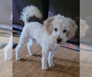 Goldendoodle-Poodle (Miniature) Mix Puppy for sale in YACOLT, WA, USA