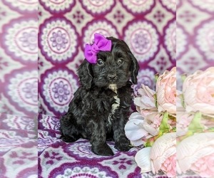 Cock-A-Poo Puppy for sale in NEW HOLLAND, PA, USA
