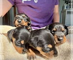 Small #2 Mutt