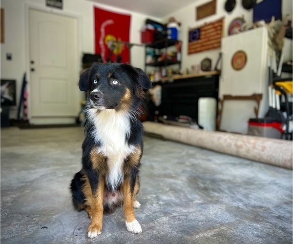 Medium Photo #1 Miniature Australian Shepherd Puppy For Sale in MILTON, FL, USA
