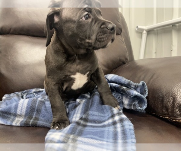 Medium Photo #25 American Bully Puppy For Sale in REESEVILLE, WI, USA
