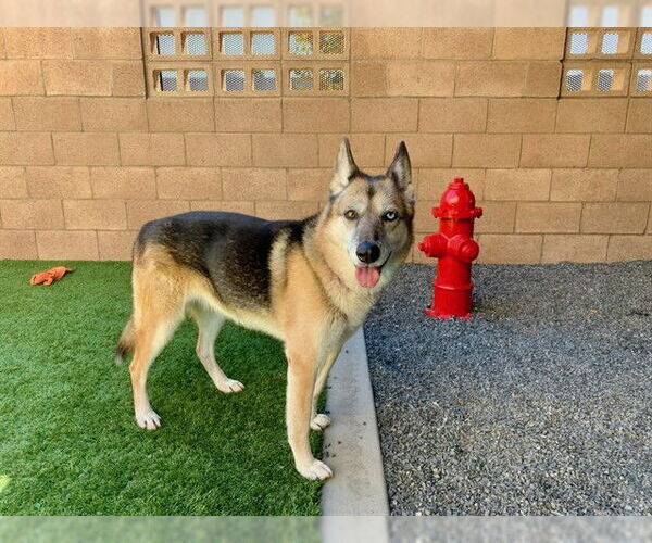 Medium Photo #2 German Shepherd Dog-Siberian Husky Mix Puppy For Sale in Moreno Valley, CA, USA