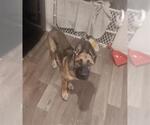 Small #2 German Shepherd Dog Mix