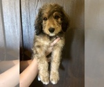 Small Photo #9 Bernedoodle Puppy For Sale in WINTER, WI, USA