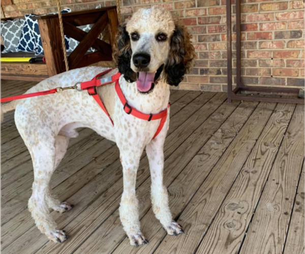 Medium Photo #1 Bernedoodle Puppy For Sale in WELLSBURG, IA, USA