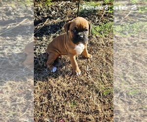 Boxer Puppy for sale in PELZER, SC, USA