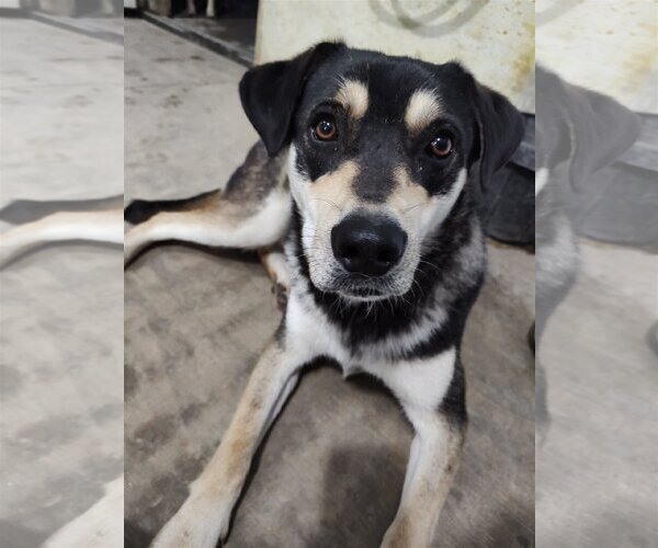 Medium Photo #1 Mutt Puppy For Sale in Chinook, MT, USA