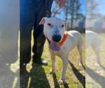 Small #1 Bull Terrier Mix