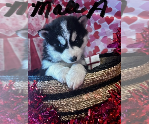 Medium Photo #3 Siberian Husky Puppy For Sale in PARK CITY, KY, USA