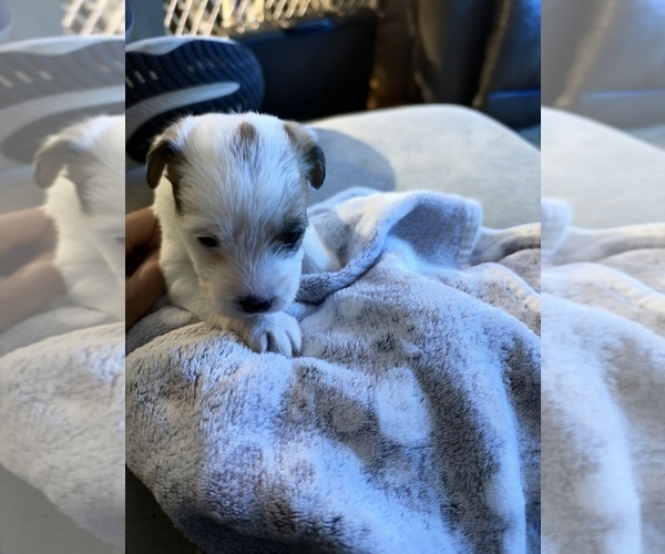 Medium Photo #1 Boston Terrier-Jack Russell Terrier Mix Puppy For Sale in LONDONDERRY, NH, USA