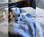 Puppy 4 Boston Terrier-Jack Russell Terrier Mix