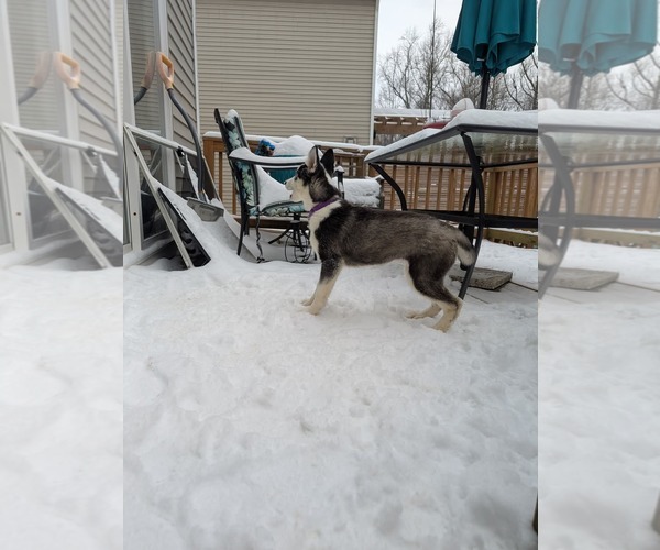 Medium Photo #12 - Mix Puppy For Sale in Holly Springs, NC, USA