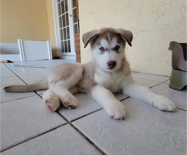 Medium Photo #1 Siberian Husky Puppy For Sale in WINTER HAVEN, FL, USA