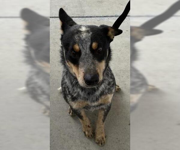 Medium Photo #1 Texas Heeler Puppy For Sale in Bakersfield, CA, USA