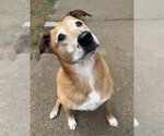 Small #1 Retriever  Mix