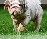 Small #3 English Bulldog