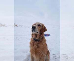 Mother of the Golden Retriever puppies born on 06/07/2025