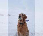 Small Photo #1 Golden Retriever Puppy For Sale in ROCHESTER, MN, USA