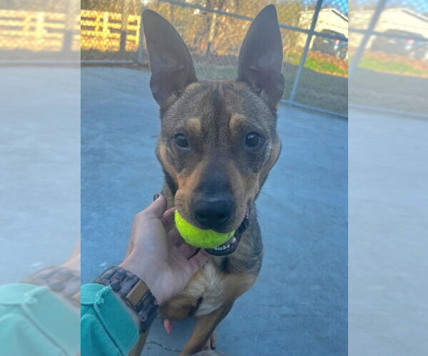 Medium Photo #5 Mutt Puppy For Sale in Fairfax, VA, USA