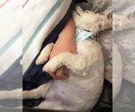 Small #4 Poodle (Miniature) Mix